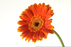 Free Clipart Of Gerbera Daisies Image