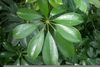 Hawaiian Schefflera Image