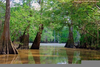 Louisiana Swamps Image