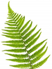 Free Clipart Fern Image