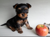 Yorkshire Terrier Mini Image