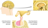 Pituitary Gland Diagram Image