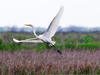 Egret Taking Flight Image