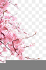 Cherry Blossoms Clipart Image