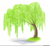 Weeping Willow Clipart Image