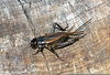Field Crickets Image