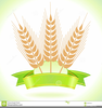 Wheat Harvest Clipart Image