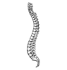 Backbone Clipart Free Image