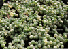 Senecio Rowleyanus Variegated Image