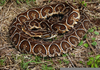 Urutu Snake Picture Image