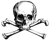 Skull Image
