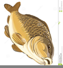 Carp Fishing Clipart Image