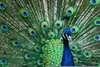 Male Peacocks Feathers Image