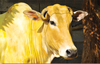 Yellow Cows Image