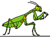 Free Clipart Praying Mantis Image