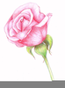 Flowers Roses Drawings Image