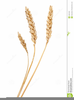 Oats Clipart Image