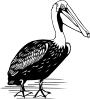 Pelican Clip Art