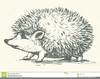 Clipart Hedgehog Image