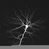 Neuron Microscope Axon Image