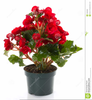 Begonia Clipart Image