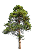 Pine Image