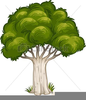 Clipart Big Tree Image