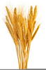 Free Clipart Wheat Sheaves Image