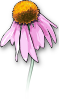 Dead Flower Clip Art