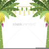 Banana Tree Clipart Image