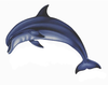 Bottlenose Dolphin Image
