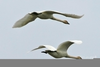 Swans Flying South Image