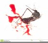 Gnat Clipart Image