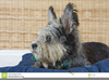 Scruffy Dog Clipart Image