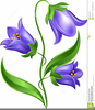 Bluebell Clipart Image