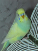 Rare Budgie Colors Image