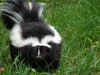 Skunk Image