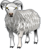 Sheep Md V Clip Art