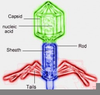 Simple Virus Diagram Image