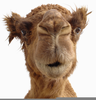 Camel Face Images Image