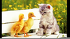 Springtime Baby Animals Image