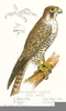 Birds Of Prey Clipart Image