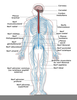 Public Domain Anatomy Clipart Image