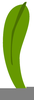 Gum Leaf Clipart Image