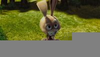 Hoodwinked Bunny Image