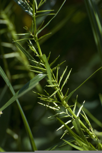 Carex Laxiflora Image