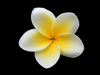 Plumeria Image