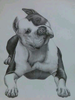 Pitbull Drawings Images Image