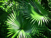 Anahaw Leaf Clipart Image