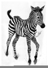 Baby Zebra Drawing Image